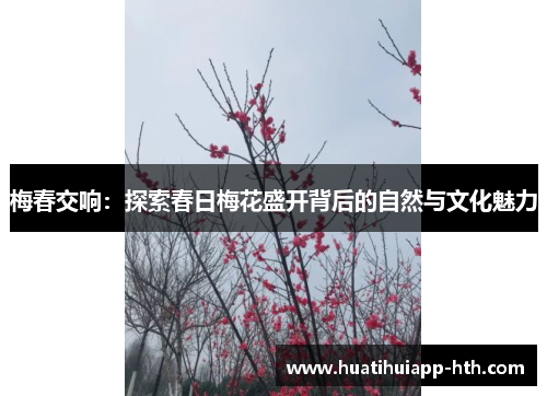 梅春交响：探索春日梅花盛开背后的自然与文化魅力